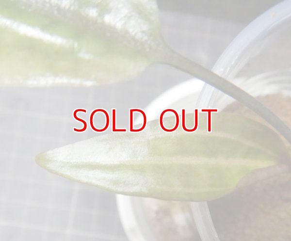 画像1: Cryptocoryne ロザエネルビス水上1株斑あり
