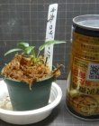 画像2: ネオンロザ2015　委託販売