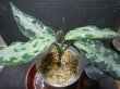 画像4: タグの株ですN2　委託販売
