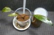画像2: Cryptocoryne ロザエネルビス水上1株斑あり
