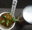 画像1: ネオンロザ2015　委託販売