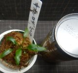 画像: ネオンロザ2015　委託販売