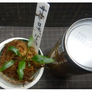 画像: ネオンロザ2015　委託販売