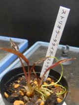 画像: クリプト ストリオラータ タイガーストライプSEKADAU復活株2芽付き