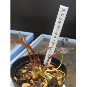 画像: クリプト ストリオラータ タイガーストライプSEKADAU復活株2芽付き