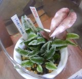 画像: シダsp斑入り Bentong産＋Nephelaphyllum-pulchellumで
