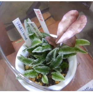 画像: シダsp斑入り Bentong産＋Nephelaphyllum-pulchellumで