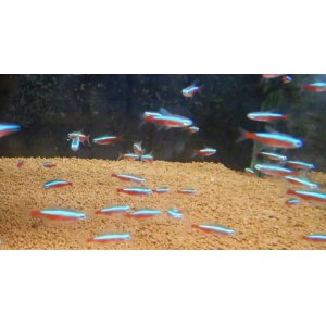 画像: ワイルドカージナルテトラ（コロンビア）10匹少数入荷