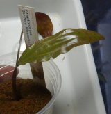 画像: Cryptocoryne ロザエネルビス水上1株斑あり