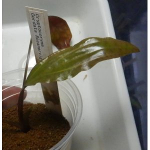 画像: Cryptocoryne ロザエネルビス水上1株斑あり