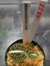 画像: Anoectochilus lylei