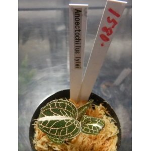 画像: Anoectochilus lylei