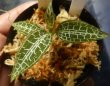 画像2: Goodyera hispida