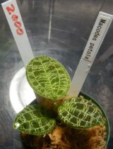 画像: Macodes petola