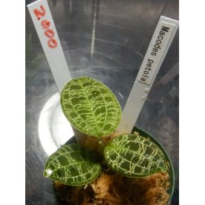 画像: Macodes petola