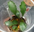 画像1: ブセsp.”ディープブルー1株良株おススメ