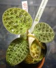 画像2: Macodes petola黒緑系