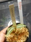 画像1: Goodyera hispida