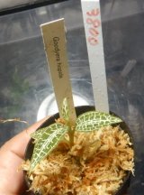 画像: Goodyera hispida