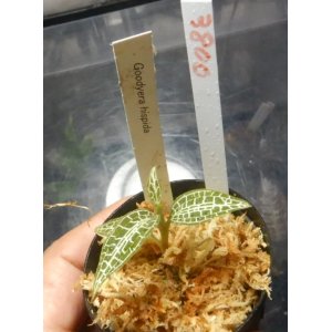 画像: Goodyera hispida