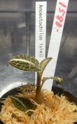 画像2: Anoectochilus lylei