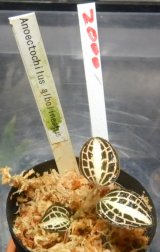 画像: Anoectochilus albolineatus　