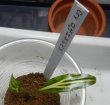 画像2: Cryptocoryne ロザエネルビス水上1株斑あり