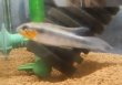 画像2: Ａｐ　エリザベサエ　“サンガブリエル”wildオスのみNo7
