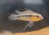 画像: Ａｐ　エリザベサエ　“サンガブリエル”wildオスのみNo5