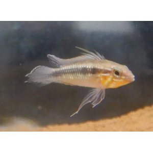 画像: Ａｐ　エリザベサエ　“サンガブリエル”wildオスのみNo5