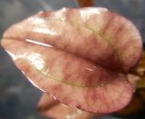 画像: Nephelaphyllum-pulchellum　