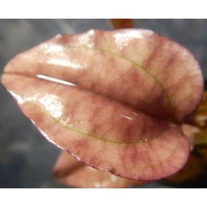 画像: Nephelaphyllum-pulchellum　