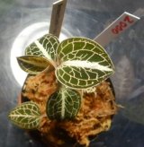 画像: Anoectochilus lylei