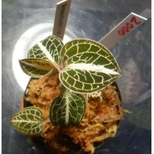 画像: Anoectochilus lylei