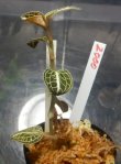 画像2: Anoectochilus lylei