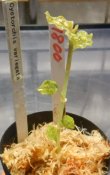 画像2: Cystorchis Variegata　