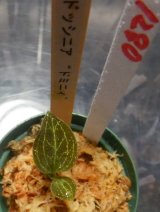 画像: ドッシニア　ドミニィ子株