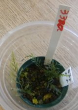 画像: ボルビティスspギニア（極細葉）水上株