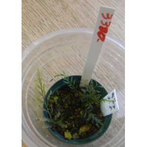 画像: ボルビティスspギニア（極細葉）水上株