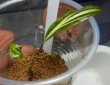 画像1: Cryptocoryne ロザエネルビス水上1株斑あり