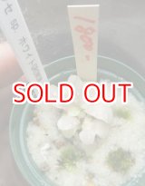 画像: ブセファランドラspホワイトGROWOW＋コケ付き