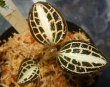 画像2: Anoectochilus albolineatus　