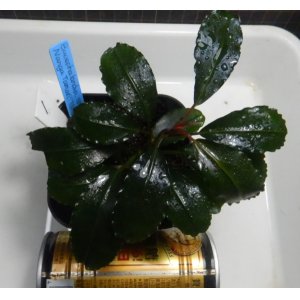 画像: Bucephalandra sp.Nanga TamanNo1 良株おススメ（TB便）