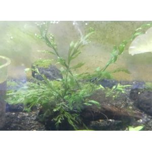 画像: ボルビティス流木付き
