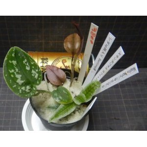 画像: スキンダプサス ホワイトトリカラーNo4＋斑入りシダ＋ジュエルオーキッド