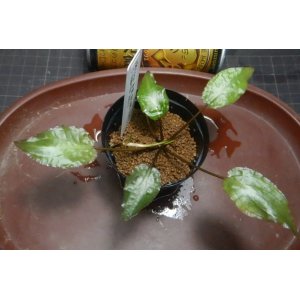 画像: ビローサ茶葉