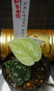 画像2: スキンダプサス ホワイトトリカラーNo2