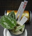 画像2: スキンダプサス ホワイトトリカラーNo3