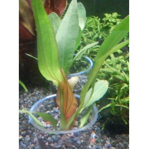 画像: エキノドルス　レッドルビン1株