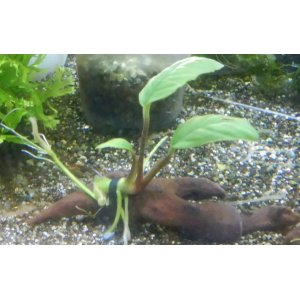 画像: Anコーヒーフォリア流木付き
